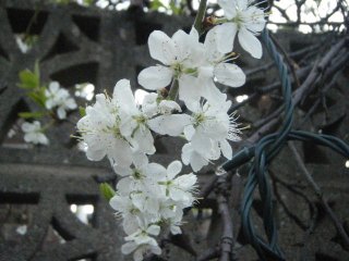 Plum Blossom.JPG