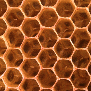 honey-comb.gif