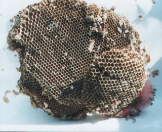 wasps_nest_combe.jpg